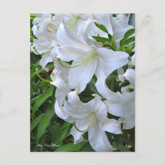 Lilium ‘Casa Blanca’  [Postcard] ポストカード (正面)
