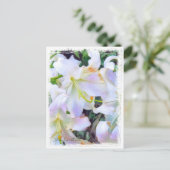 Lilium ‘Casa Blanca’  [Postcard] ポストカード (スタンド正面)