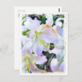 Lilium ‘Casa Blanca’  [Postcard] ポストカード (正面/裏面)
