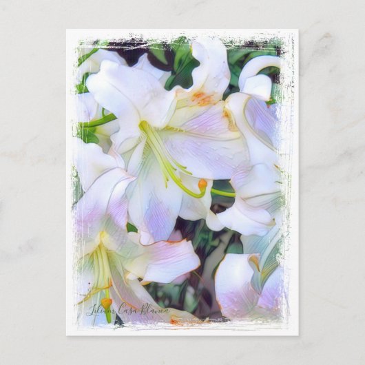 Lilium ‘Casa Blanca’  [Postcard] ポストカード (正面)