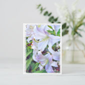 Lilium ‘Casa Blanca’  [Postcard] ポストカード (スタンド正面)