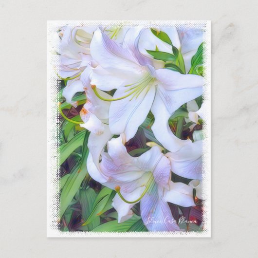 Lilium ‘Casa Blanca’  [Postcard] ポストカード (正面)