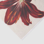 Lilium Hmatochroum (Hybridum) by Charles Lemaire 薄葉紙 (詳細)