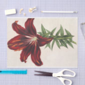 Lilium Hmatochroum (Hybridum) by Charles Lemaire 薄葉紙 (クラフト)