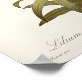 Lilium Penduliflorum, from 'Les Liliacees', 1811 ポスター (角)