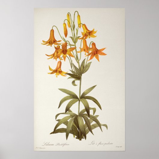 Lilium Penduliflorum, from 'Les Liliacees', 1811 ポスター (正面)