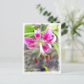 Lilium speciosum [Postcard] ポストカード (スタンド正面)