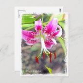 Lilium speciosum [Postcard] ポストカード (正面/裏面)