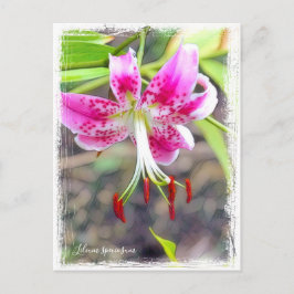 Lilium speciosum [Postcard] ポストカード