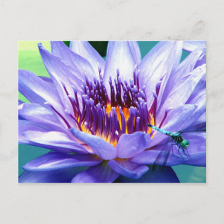 Lillyの郵便はがき ポストカード