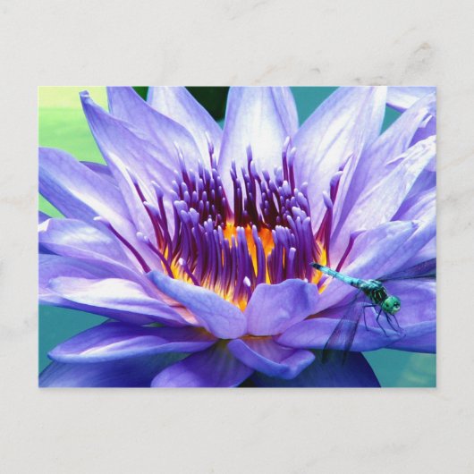 Lillyの郵便はがき ポストカード (正面)