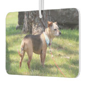 Lily カーエアーフレッシュナー (左)