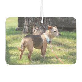 Lily カーエアーフレッシュナー