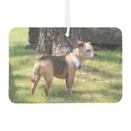 Lily カーエアーフレッシュナー (正面)