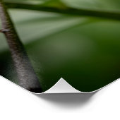 Lily ポスター (コーナー)