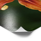 Lily 6588写真 フォトプリント            (角)
