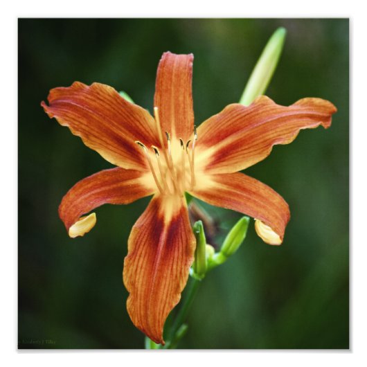 Lily 6588写真 フォトプリント            (正面)