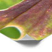 Lily beetle macro Print ポスター (角)