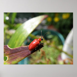 Lily beetle macro Print ポスター