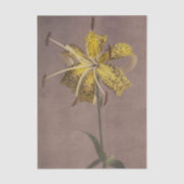 Lily by Ogawa Kazumasa 薄葉紙 (正面)