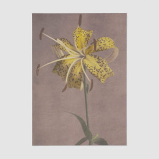 Lily by Ogawa Kazumasa  薄葉紙