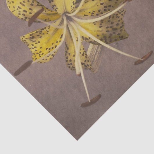 Lily by Ogawa Kazumasa 薄葉紙 (詳細)