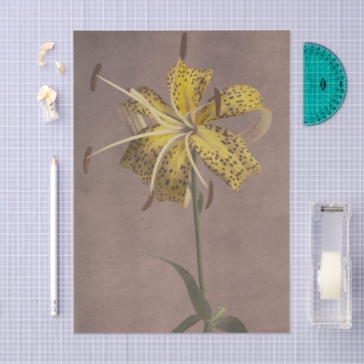 Lily by Ogawa Kazumasa  薄葉紙 (クラフト)