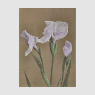 Lily by Ogawa Kazumasa 薄葉紙