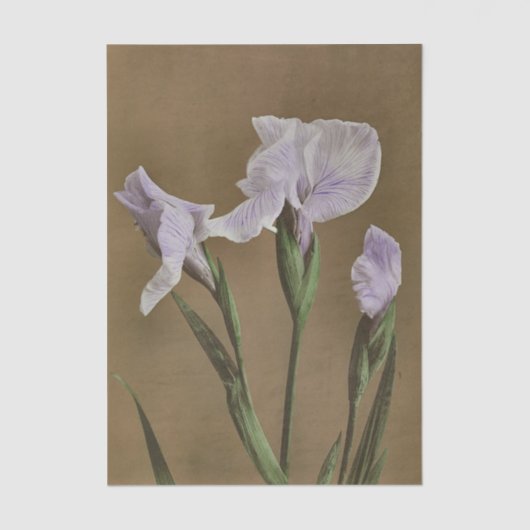 Lily by Ogawa Kazumasa 薄葉紙 (正面)