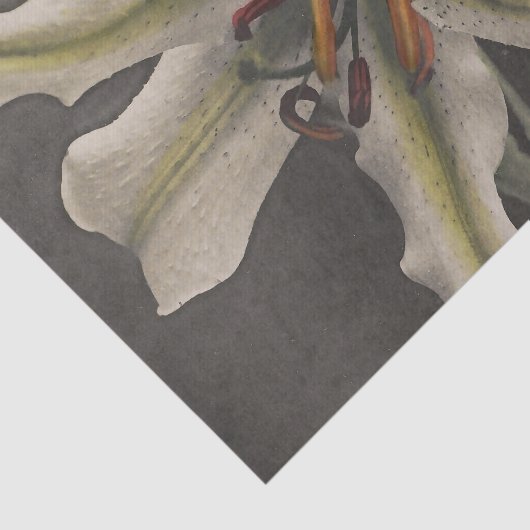 Lily by Ogawa Kazumasa 薄葉紙 (詳細)