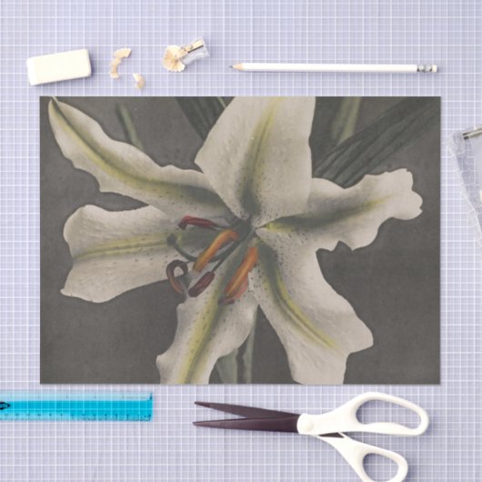 Lily by Ogawa Kazumasa 薄葉紙 (クラフト)