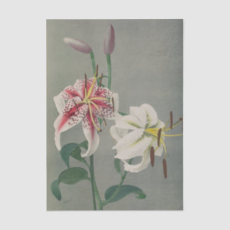 Lily by Ogawa Kazumasa 薄葉紙