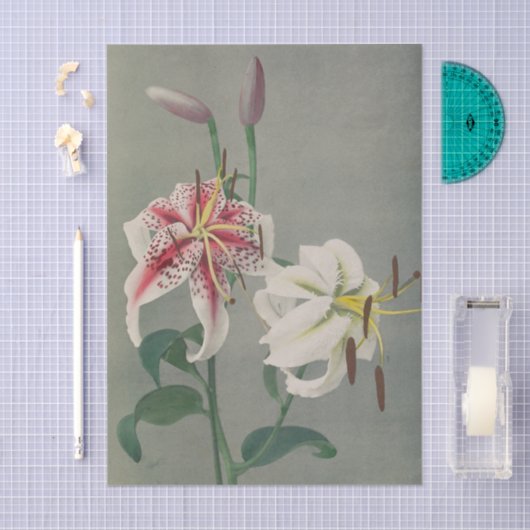 Lily by Ogawa Kazumasa 薄葉紙 (クラフト)