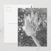 Lily of the Nile Close Up Black & White ポストカード (正面/裏面)