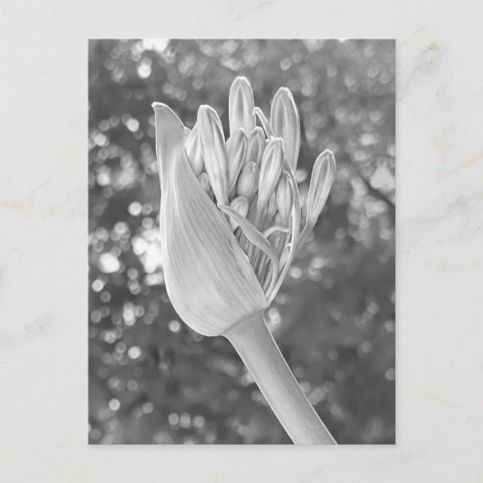 Lily of the Nile Close Up Black & White ポストカード (正面)