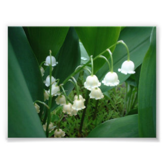 Lily of the Valleyの花の写真 フォトプリント