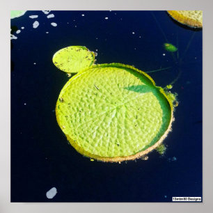 Lily Pad (Chicago) - ポスター