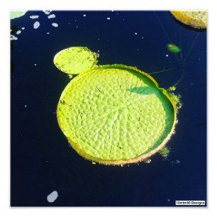 Lily Pad (Chicago) - 写真プリント フォトプリント