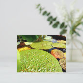 Lily Pads Postcard ポストカード (スタンド正面)
