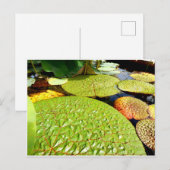 Lily Pads Postcard ポストカード (正面/裏面)
