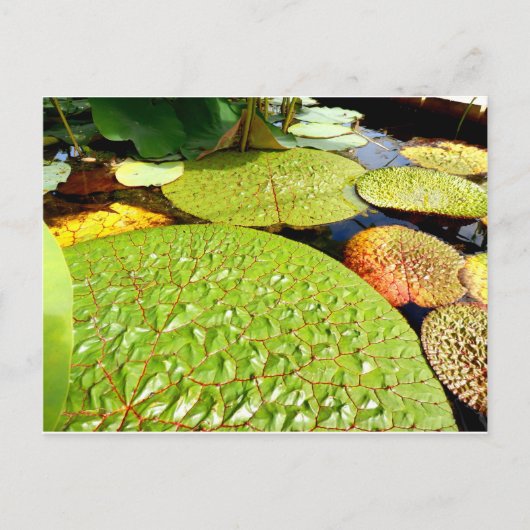 Lily Pads Postcard ポストカード (正面)