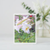 Lily [Postcard] ポストカード (スタンド正面)