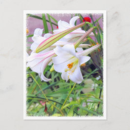 Lily [Postcard] ポストカード