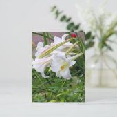 Lily [Postcard] ポストカード (スタンド正面)