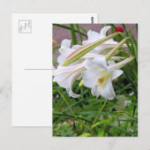 Lily [Postcard] ポストカード (正面/裏面)