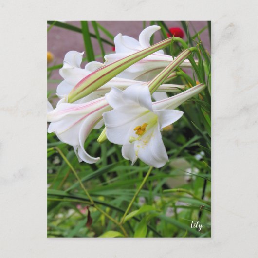 Lily [Postcard] ポストカード (正面)