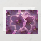 Lily Postcard ポストカード (正面/裏面)