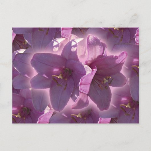 Lily Postcard ポストカード (正面)