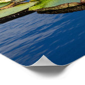 Lilypad ポスター (角)