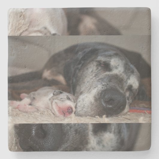 Limestone Coasters Great Dane Photography  ストーンコースター (正面)